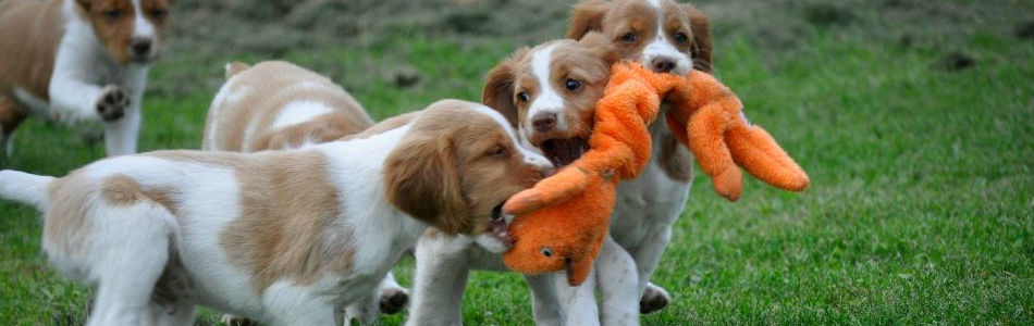 Previous Litters